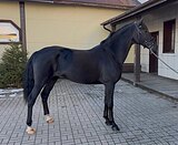 Перспективный мерин