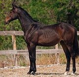 ПЕРСПЕКТИВА В СПОРТ