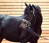 СУПЕР СПОКОЙНЫЙ В КОНКУР