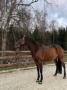 Конкур конь-душа!