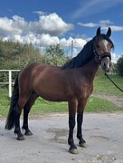 Орловский жеребец в хобби