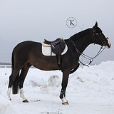 ЖЕРЕБЕЦ 5 ЛЕТ 175 СМ В ХОЛКЕ 