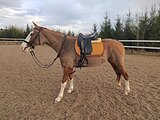MAXFLEX MELINA 17,5