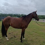 Мерин