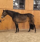 Универсальная кобыла 2022г.р.