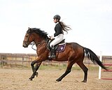 Жеребец в детский спорт 