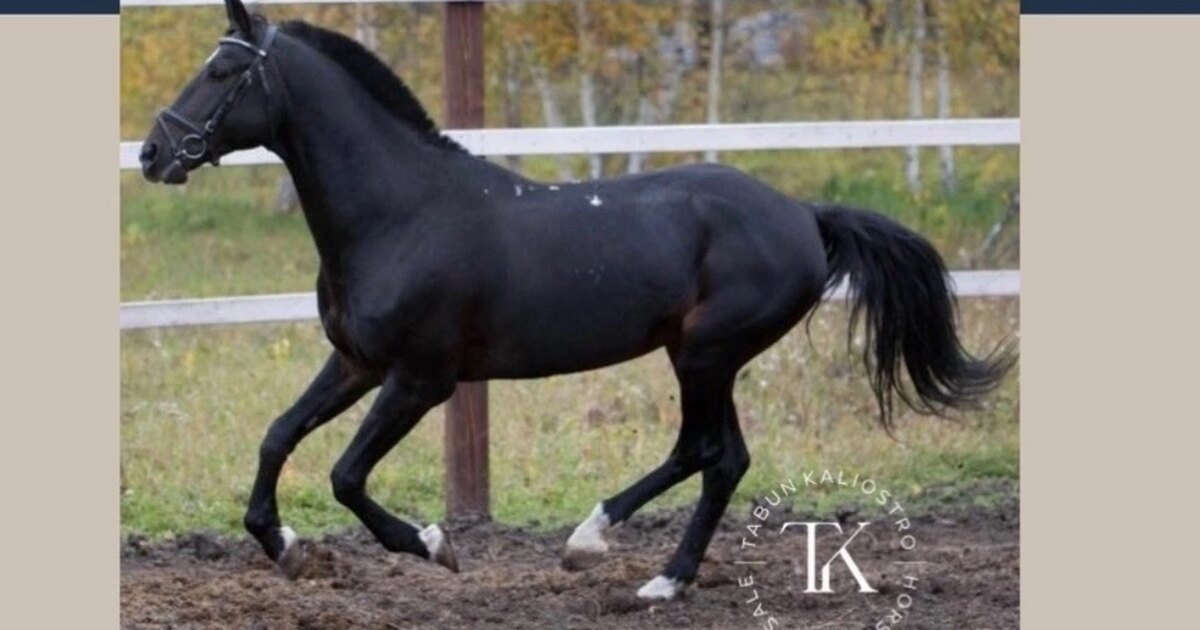 Уровни в конном спорте