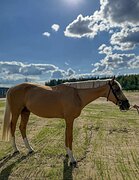 ЖЕРЕБЕЦ В КОНКУР