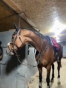 Опытному всаднику