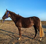 Полукровная кобыла