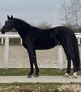 Спокойный жеребец