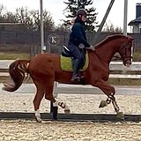 ВЕСТФАЛЬСКИЙ МЕРИН 10 ЛЕТ