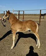 МОЛОДОЙ ЛАСКОВЫЙ ЖЕРЕБЕЦ