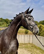 МОЛОДОЙ МЕРИН В СПОРТ 