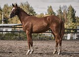Молодая кобыла 1/4 импорт