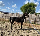 кобылка РВП в спорт