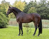 Мерин в выездку