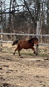 Пони
