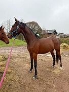 Кобыла 2023 гр