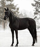 КОБЫЛА В ВЫЕЗДКУ С ИМПОРТНЫ