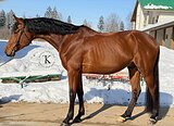 ЖЕРЕБЕЦ 4 ГОДА ОТ DIARADO
