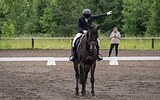 Мерин под любого всадника