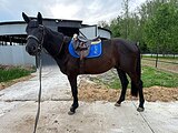 Тракененский жер. 2022 гр
