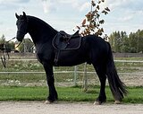 Обладатель титула Ster