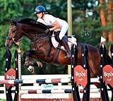 ГНЕДАЯ КОБЫЛА KWPN 6 ЛЕТ  