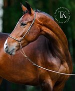 СТАРТОВЫЙ ОПЫТ ДО 120 СМ