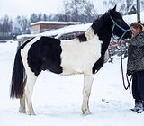 Ручной, беззлобный жеребён