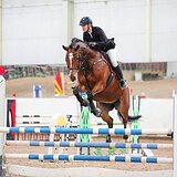 Высокий мерин в конкур