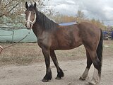 Владимирская кобыла