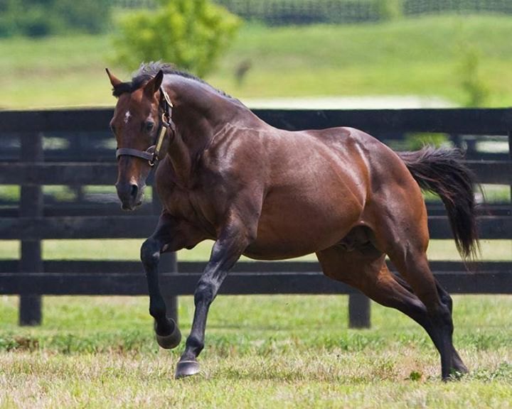 на ферме Adena Springs. 2011 год.