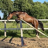 Крупная кобыла 