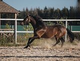 Кобылка кросс-андалуз