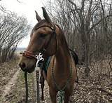 ЗОЛОТАЯ КОБЫЛА В ХОББИ
