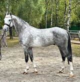 Молодой жеребец 