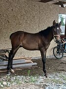 Амур