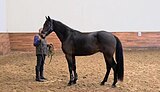 Мерин в выездку от McRoy