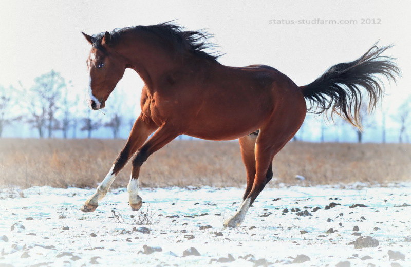 Прыг-скок (photo by Status)