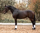 Молодая кобыла в выездку