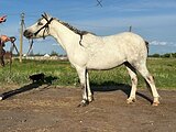 Продается пони!