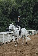 Мерин под начинающих 