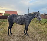 Дульсинея