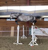 Мерин 2016 гр