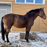 Кобыла для обучения 