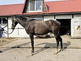 Мерин 2023 гр