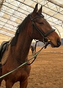 МОЛОДАЯ КОБЫЛА • ПОСТАВЛЕН