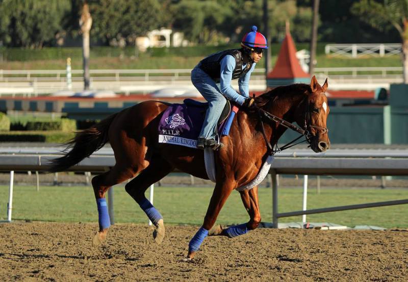 Ипподром Santa Anita Park 2013 год, подготовка к Breeder's Cup Mile G1.